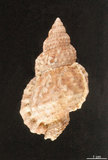中文名:果粒蛙螺(003233-00026)學名:Bursa granularis (Roeding, 1758)(003233-00026)