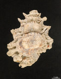 中文名:黑口蛙螺(002639-00120)學名:Bursa lamarcki (Deshayes, 1853)(002639-00120)