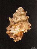 中文名:黑口蛙螺(005707-00051)學名:Bursa lamarcki (Deshayes, 1853)(005707-00051)