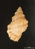 中文名:地中海蛙螺(005866-00029)學名:Bursa scrobilator (Linnaeus, 1758)(005866-00029)