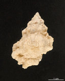 中文名:粉口蛙螺(005707-00044)學名:Bursa thomae (Orbigny, 1842)(005707-00044)