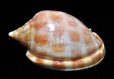 中文名:棋盤鬘螺(005707-00023)學名:Phalium areloa (Linnaeus, 1758)(005707-00023)