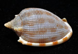 中文名:布紋鬘螺(002368-00309)學名:Phalium decussatum (Linnaeus, 1758)(002368-00309)