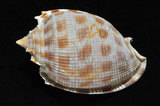 中文名:布紋鬘螺(002368-00310)學名:Phalium decussatum (Linnaeus, 1758)(002368-00310)