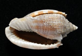 中文名:布紋鬘螺(002690-00063)學名:Phalium decussatum (Linnaeus, 1758)(002690-00063)