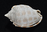 中文名:布紋鬘螺(002690-00063)學名:Phalium decussatum (Linnaeus, 1758)(002690-00063)