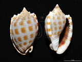 中文名:布紋鬘螺(005707-00035)學名:Phalium decussatum (Linnaeus, 1758)(005707-00035)