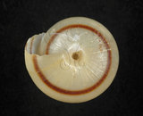 中文名:蘭嶼蝸牛(2639-082)學名:Pancala batanica boteltobagoensis (Kuroda, 1932)(2639-082)
