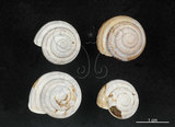 中文名:蘭嶼蝸牛(2672-173)學名:Pancala batanica boteltobagoensis (Kuroda, 1932)(2672-173)