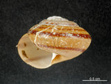中文名:蘭嶼蝸牛(4723-024)學名:Pancala batanica boteltobagoensis (Kuroda, 1932)(4723-024)