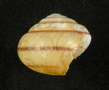 中文名:蘭嶼蝸牛(4723-028)學名:Pancala batanica boteltobagoensis (Kuroda, 1932)(4723-028)