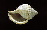 中文名:玉珠鼓螺(玉珠鶉螺)(003211-00042)學名:Galeodea leucodoma (Dall, 1907)(003211-00042)