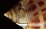 中文名:斑帶鬘螺(003328-00080)學名:Semicassis bisulcata (Schubert & Wagner, 1829)(003328-00080)