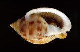 中文名:斑帶鬘螺(003328-00080)學名:Semicassis bisulcata (Schubert & Wagner, 1829)(003328-00080)