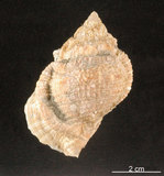 中文名:麗珠蛙螺(002368-00331)學名:Bufonaria margaritula (Deshayes, 1832)(002368-00331)