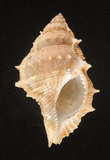中文名:棘蛙螺(002964-00005)學名:Bufonaria perelegans Beu, 1987(002964-00005)