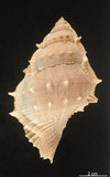 中文名:棘蛙螺(002964-00005)學名:Bufonaria perelegans Beu, 1987(002964-00005)
