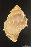 中文名:棘蛙螺(003283-00007)學名:Bufonaria perelegans Beu, 1987(003283-00007)