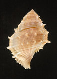 中文名:棘蛙螺(003583-00003)學名:Bufonaria perelegans Beu, 1987(003583-00003)