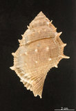 中文名:棘蛙螺(004324-00178)學名:Bufonaria perelegans Beu, 1987(004324-00178)