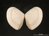 中文名:花蛤(004976-00009)學名:Gomphina aequilatera (Sowerby, 1825)(004976-00009)
