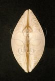 中文名:牙白鏡文蛤(004976-00025)學名:Phacosoma troscheli - (Lischke, 1873)(004976-00025)