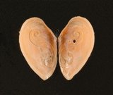 中文名:光澤櫻蛤(004976-00093)學名:Moerella iridescens (Benson, 1842)(004976-00093)