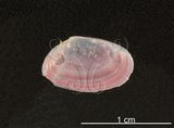 中文名:明亮櫻蛤(004401-00015)學名:Nitidotellina nitidula (Dunker, 1860)(004401-00015)