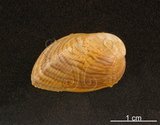 中文名:邊網殼菜蛤(002434-00180)學名:Modiolarca cupreus (Gould, 1861)(002434-00180)