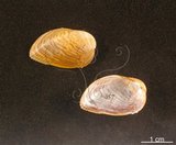 中文名:邊網殼菜蛤(002434-00180)學名:Modiolarca cupreus (Gould, 1861)(002434-00180)