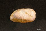 中文名:邊網殼菜蛤(002629-00129)學名:Modiolarca cupreus (Gould, 1861)(002629-00129)