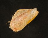 中文名:菲律賓殼菜蛤(002639-00143)學名:Modiolus philippinarum (Hanley, 1843)(002639-00143)