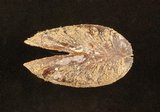 中文名:菲律賓殼菜蛤(002639-00186)學名:Modiolus philippinarum (Hanley, 1843)(002639-00186)