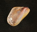 中文名:菲律賓殼菜蛤(002672-00119)學名:Modiolus philippinarum (Hanley, 1843)(002672-00119)