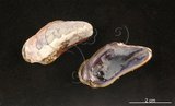 中文名:菲律賓殼菜蛤(005558-00043)學名:Modiolus philippinarum (Hanley, 1843)(005558-00043)