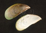 中文名:綠殼菜蛤(003424-00039)學名:Perna viridis (Linnaeus, 1758)(003424-00039)