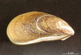中文名:綠殼菜蛤(003557-00020)學名:Perna viridis (Linnaeus, 1758)(003557-00020)