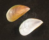 中文名:綠殼菜蛤(004611-00008)學名:Perna viridis (Linnaeus, 1758)(004611-00008)