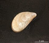中文名:孔雀殼菜蛤(002434-00188)學名:Septifer bilocularis (Linnaeus, 1758)(002434-00188)