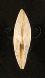 中文名:日光櫻蛤(002724-00002)學名:Tellina virgata Linnaeus, 1758(002724-00002)
