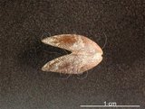 中文名:似雲雀殼菜蛤(004537-00066)學名:Hormomya mutabilis (Gould, 1861)(004537-00066)