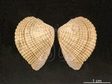 中文名:歪簾蛤(002503-00133)學名:Anomalocardia squamosa (Linnaeus, 1758)(002503-00133)