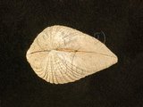 中文名:歪簾蛤(004537-00052)學名:Anomalocardia squamosa (Linnaeus, 1758)(004537-00052)