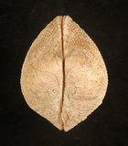 中文名:網目簾蛤(山水簾蛤)(002503-00095)學名:Periglypta reticulata _ (Linnaeus, 1758)(002503-00095)
