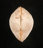 中文名:網目簾蛤(山水簾蛤)(002503-00100)學名:Periglypta reticulata _ (Linnaeus, 1758)(002503-00100)