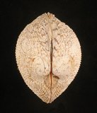 中文名:網目簾蛤(山水簾蛤)(002503-00105)學名:Periglypta reticulata _ (Linnaeus, 1758)(002503-00105)
