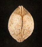 中文名:網目簾蛤(山水簾蛤)(002503-00107)學名:Periglypta reticulata _ (Linnaeus, 1758)(002503-00107)