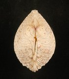 中文名:網目簾蛤(山水簾蛤)(002503-00108)學名:Periglypta reticulata _ (Linnaeus, 1758)(002503-00108)