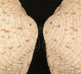 中文名:網目簾蛤(山水簾蛤)(002639-00147)學名:Periglypta reticulata _ (Linnaeus, 1758)(002639-00147)