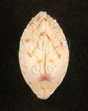 中文名:網目簾蛤(山水簾蛤)(002672-00132)學名:Periglypta reticulata _ (Linnaeus, 1758)(002672-00132)